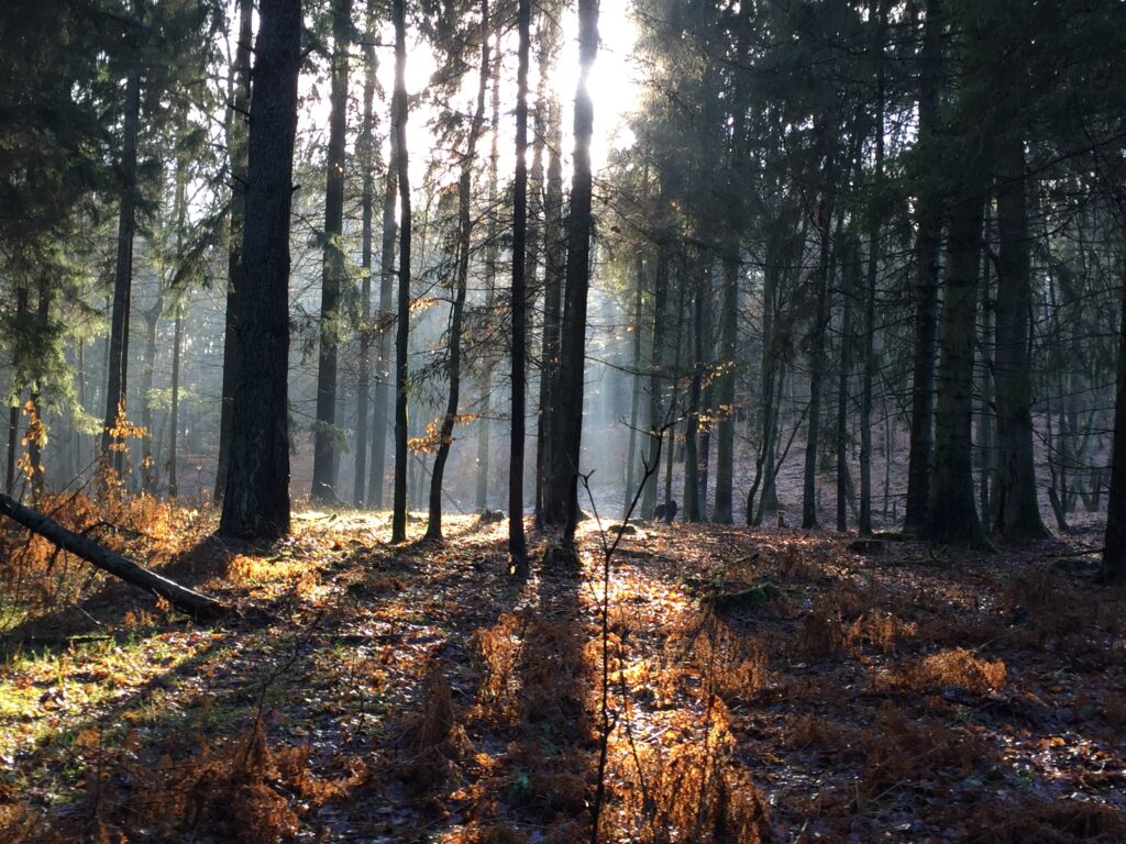 Galeria - Fotografie Przyrody